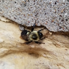 Bombus impatiens