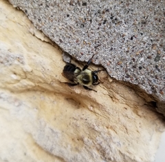 Bombus impatiens