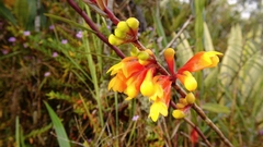 Dendrobium subclausum