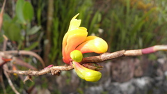 Dendrobium subclausum