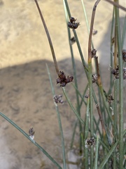 Juncus arcticus