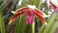 Phaius australis