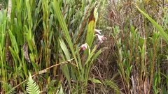 Phaius australis