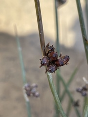 Juncus arcticus