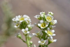 Mortonia sempervirens