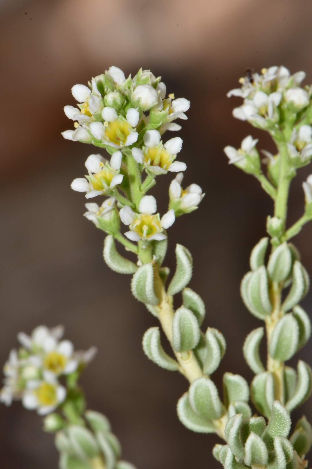 Mortonia sempervirens