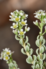 Mortonia sempervirens