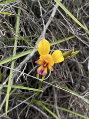 Diuris tinkeri