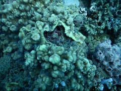 Mycedium elephantotus