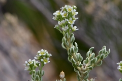 Mortonia sempervirens