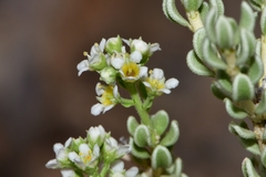 Mortonia sempervirens
