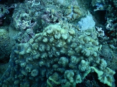 Mycedium elephantotus