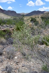 Mortonia sempervirens