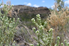 Mortonia sempervirens