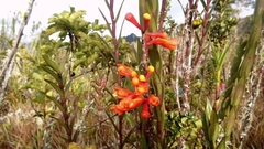 Dendrobium subclausum