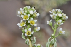 Mortonia sempervirens