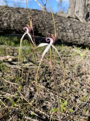 Caladenia longicauda borealis