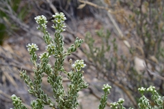 Mortonia sempervirens