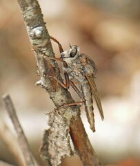 Proctacanthus longus