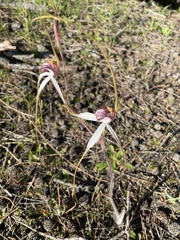 Caladenia longicauda borealis