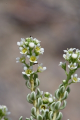 Mortonia sempervirens