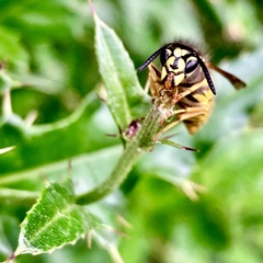 Vespula vulgaris