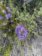 Calectasia