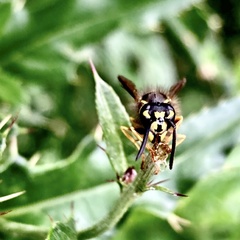 Vespula vulgaris