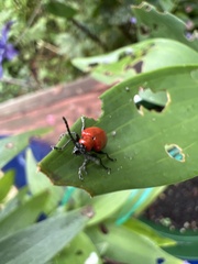 Lilioceris lilii