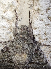 Manduca muscosa