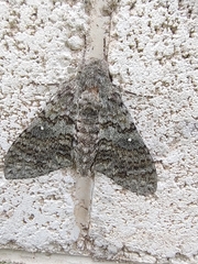 Manduca muscosa