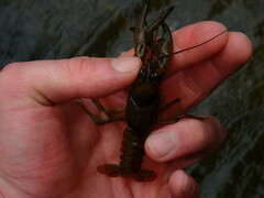 Faxonius cristavarius