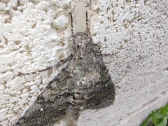 Manduca muscosa
