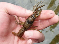 Faxonius cristavarius