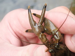 Faxonius cristavarius