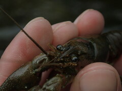 Faxonius cristavarius