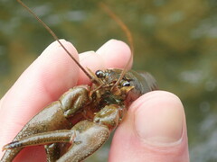 Faxonius cristavarius