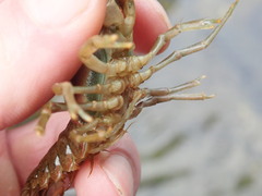 Faxonius cristavarius