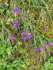 Campanula arvatica
