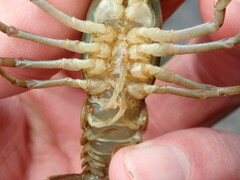 Faxonius cristavarius