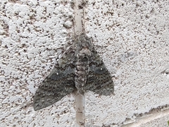 Manduca muscosa