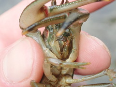 Faxonius cristavarius