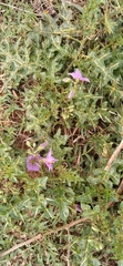 Solanum virginianum