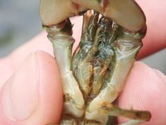 Faxonius cristavarius