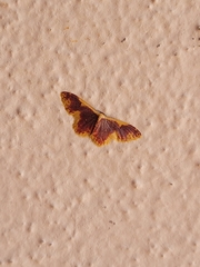Geometridae