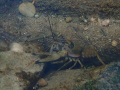 Faxonius cristavarius