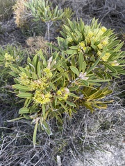 Hakea eneabba