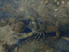 Faxonius cristavarius