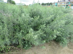 Artemisia leucophylla