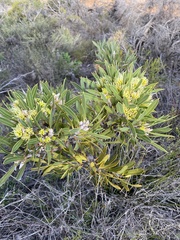 Hakea eneabba